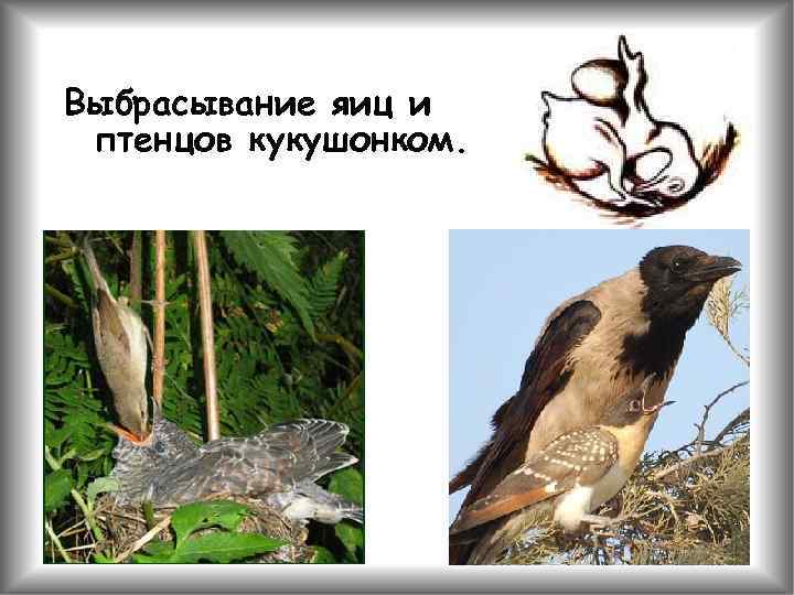 Выбрасывание яиц и птенцов кукушонком. 