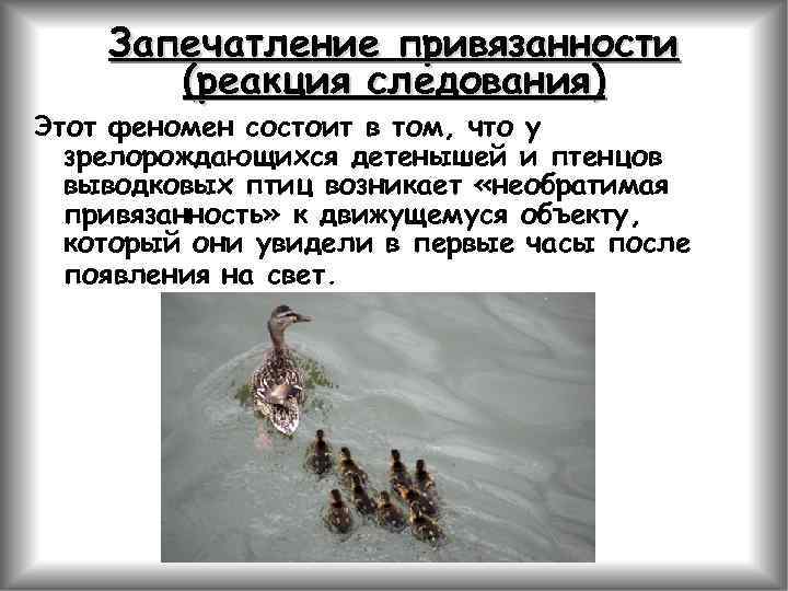 Запечатление привязанности (реакция следования) Этот феномен состоит в том, что у зрелорождающихся детенышей и