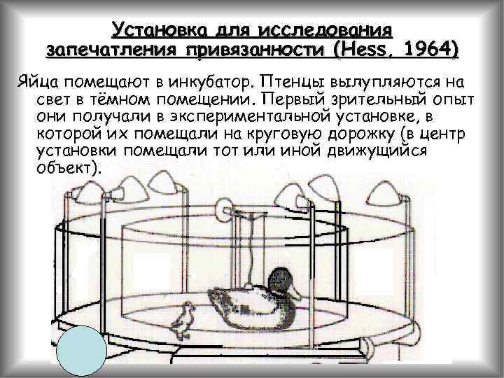 Установка для исследования запечатления привязанности (Hess, 1964) Яйца помещают в инкубатор. Птенцы вылупляются на