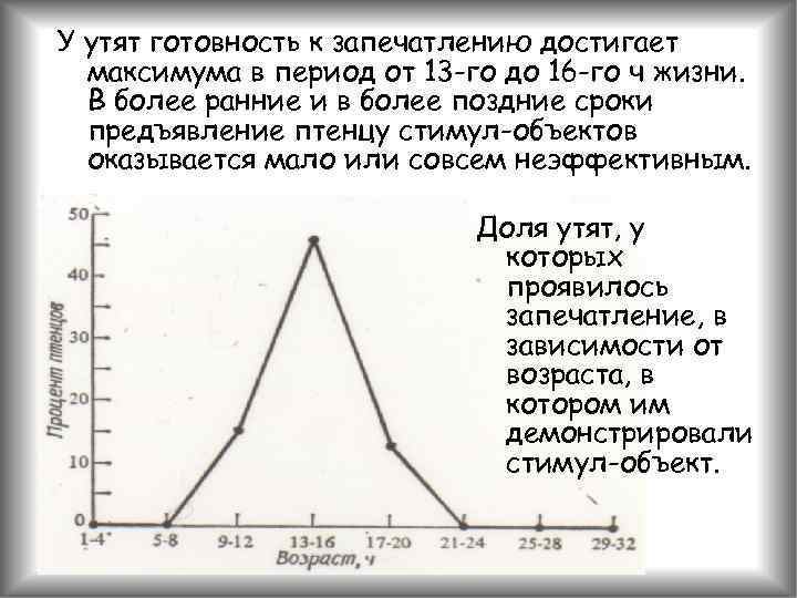 У утят готовность к запечатлению достигает максимума в период от 13 -го до 16