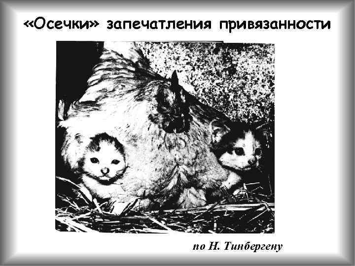  «Осечки» запечатления привязанности по Н. Тинбергену 