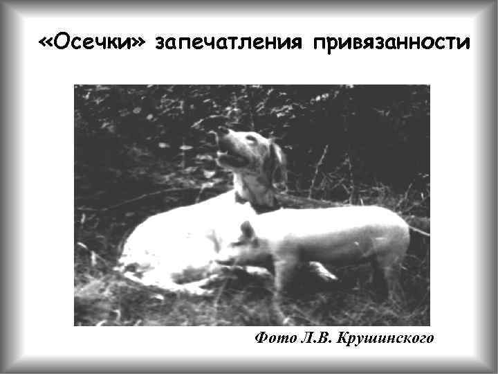  «Осечки» запечатления привязанности Фото Л. В. Крушинского 