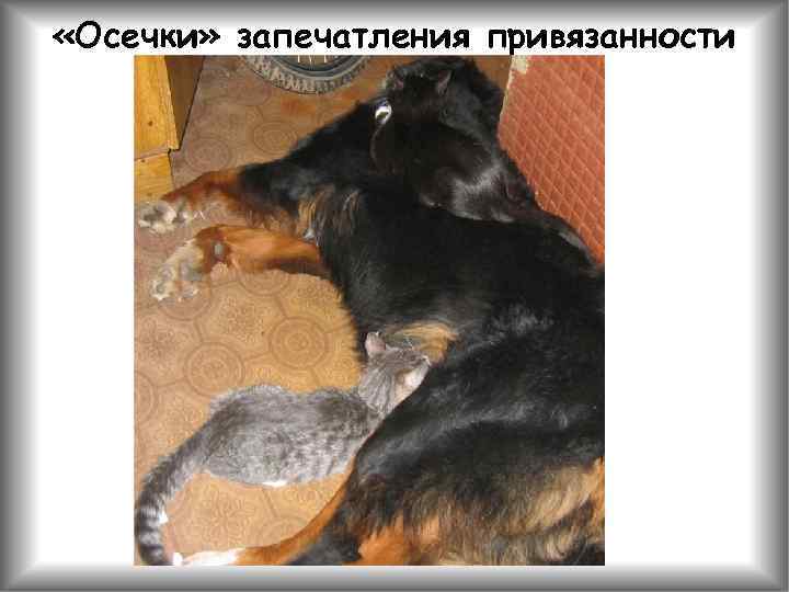  «Осечки» запечатления привязанности 