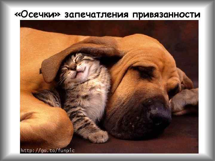  «Осечки» запечатления привязанности 