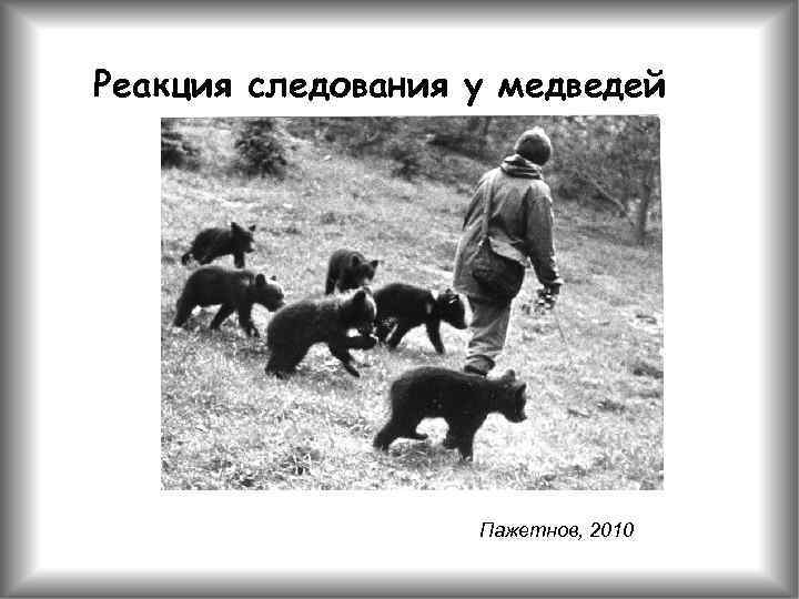 Реакция следования у медведей Пажетнов, 2010 