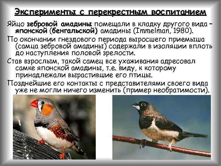 Эксперименты с перекрестным воспитанием Яйцо зебровой амадины помещали в кладку другого вида – японской