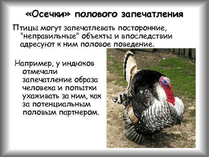  «Осечки» полового запечатления Птицы могут запечатлевать посторонние, "неправильные" объекты и впоследствии адресуют к