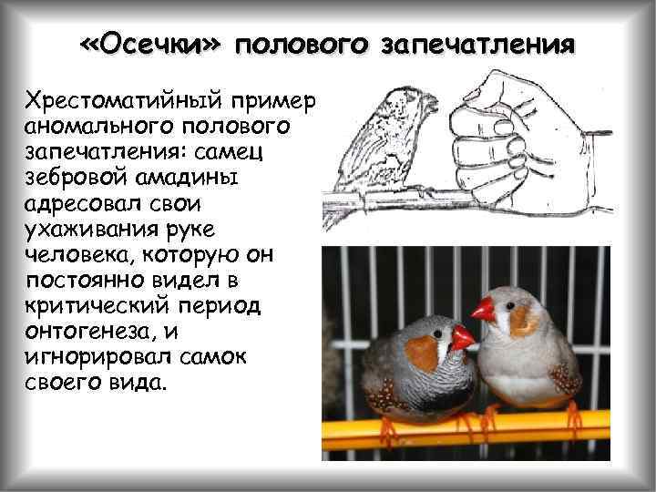  «Осечки» полового запечатления Хрестоматийный пример аномального полового запечатления: самец зебровой амадины адресовал свои
