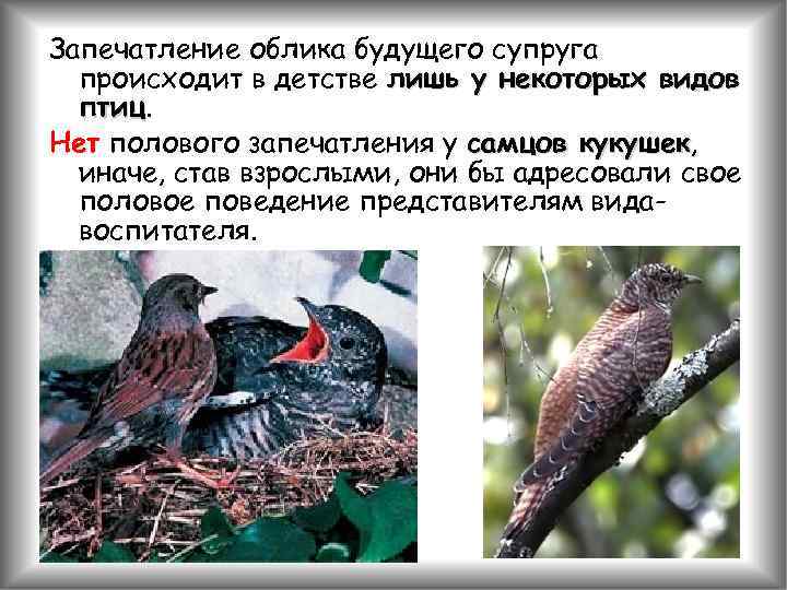 Запечатление облика будущего супруга происходит в детстве лишь у некоторых видов птиц Нет полового