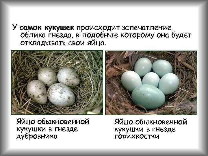 У самок кукушек происходит запечатление облика гнезда, в подобные которому она будет откладывать свои