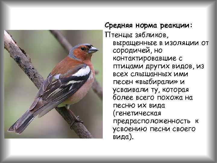 Средняя норма реакции: Птенцы зябликов, выращенные в изоляции от сородичей, но контактировавшие с птицами