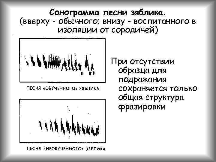 Сонограмма песни зяблика. (вверху – обычного; внизу - воспитанного в изоляции от сородичей) При