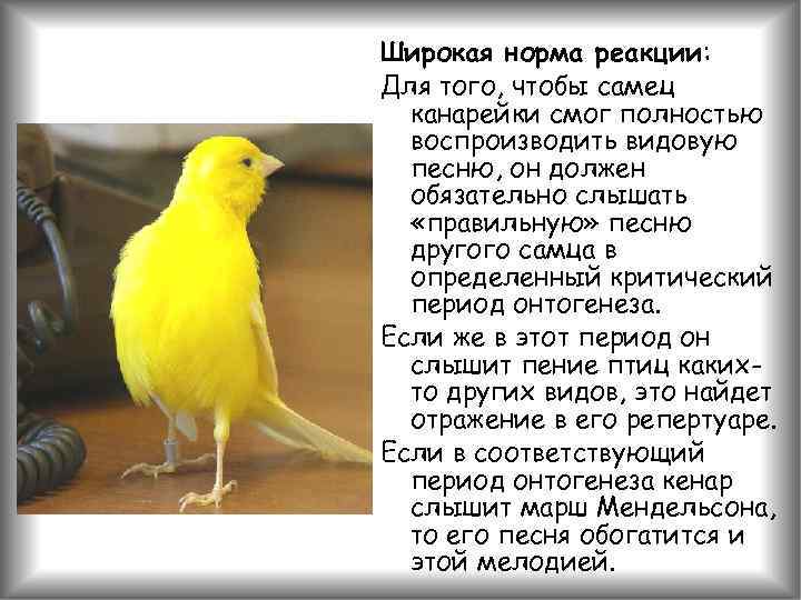 Широкая норма реакции: Для того, чтобы самец канарейки смог полностью воспроизводить видовую песню, он