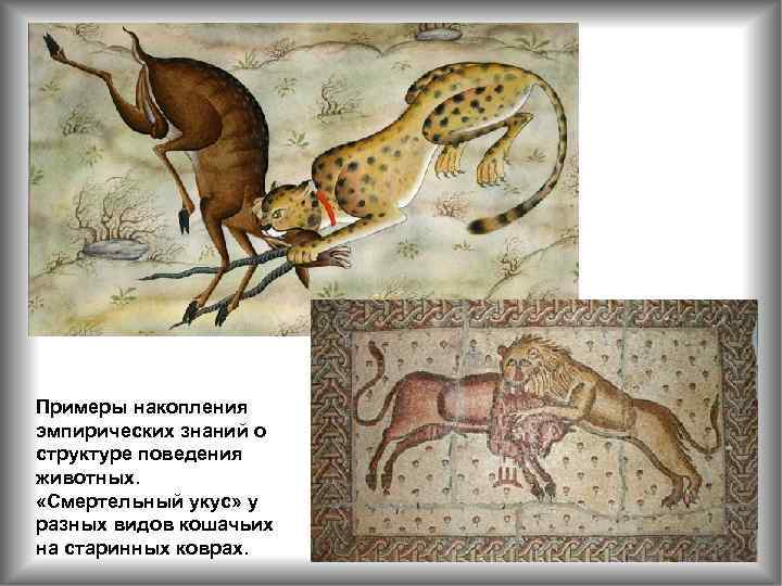 Примеры накопления эмпирических знаний о структуре поведения животных. «Смертельный укус» у разных видов кошачьих