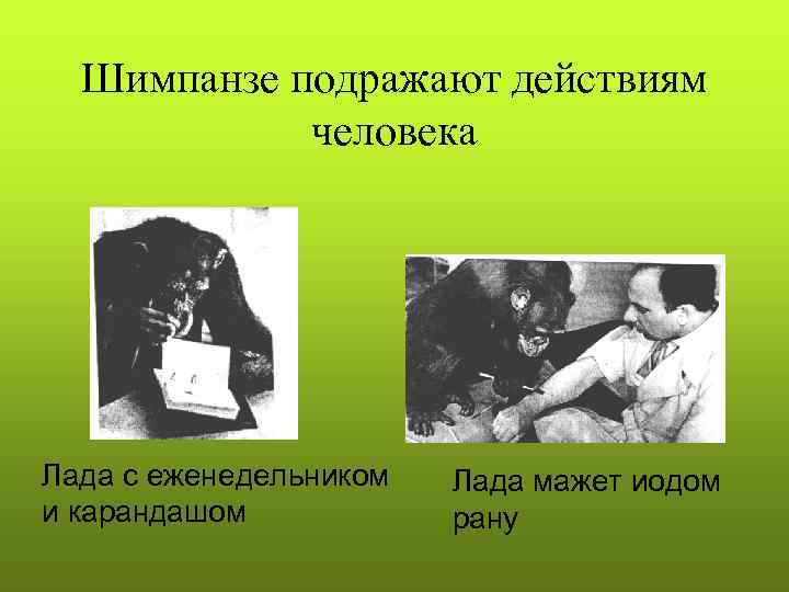Шимпанзе подражают действиям человека Лада с еженедельником и карандашом Лада мажет иодом рану 