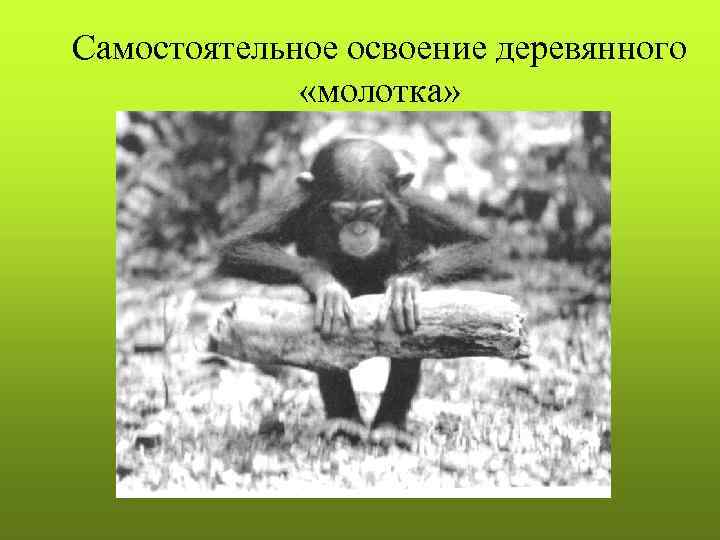 Cамостоятельное освоение деревянного «молотка» 