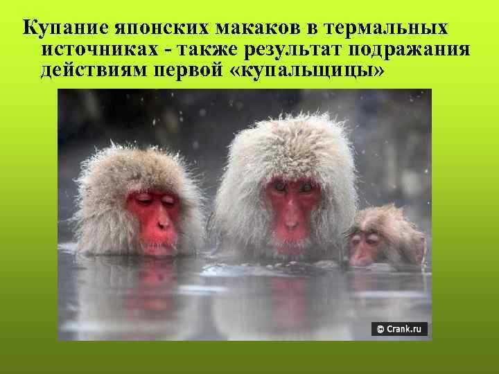 Купание японских макаков в термальных источниках - также результат подражания действиям первой «купальщицы» 