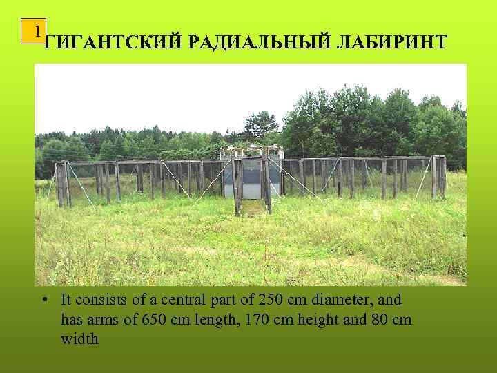 1 ГИГАНТСКИЙ РАДИАЛЬНЫЙ ЛАБИРИНТ • It consists of a central part of 250 cm