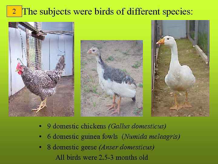 2 The subjects were birds of different species: • 9 domestic chickens (Gallus domesticus)