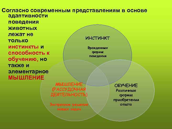 Согласно современным представлениям в основе адаптивности поведения животных лежат не ИНСТИНКТ только инстинкты и