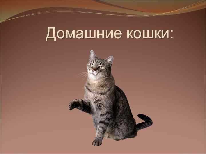 Домашние кошки: 