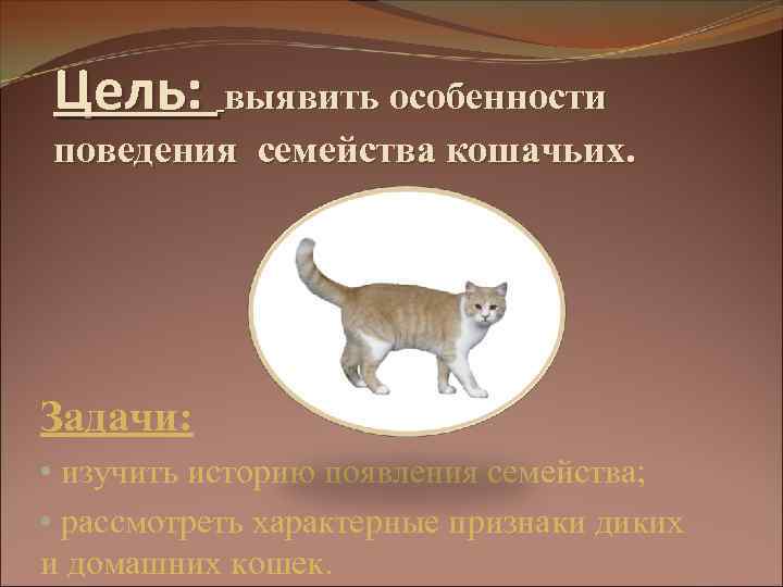 Цель: выявить особенности поведения семейства кошачьих. Задачи: • изучить историю появления семейства; • рассмотреть
