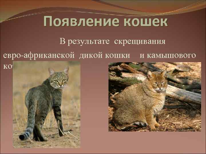 Появление кошек В результате скрещивания евро-африканской дикой кошки кота. и камышового 