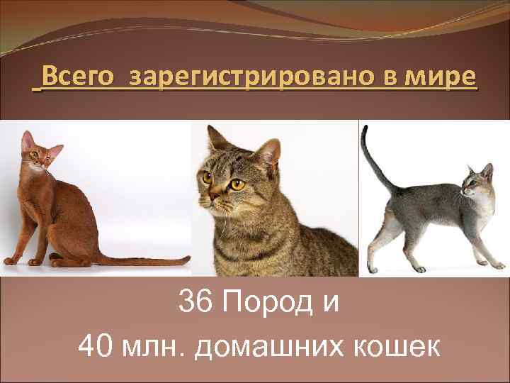 Всего зарегистрировано в мире 36 Пород и 40 млн. домашних кошек 