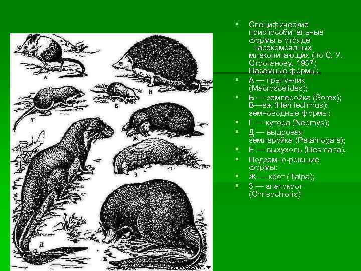 §  Специфические приспособительные формы в отряде  насекомоядных млекопитающих (по С. У. 