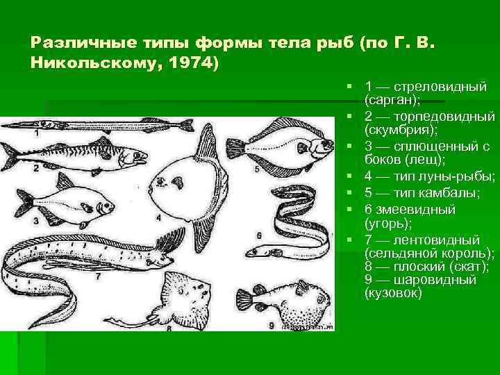 Различные типы формы тела рыб (по Г. В. Никольскому, 1974)    
