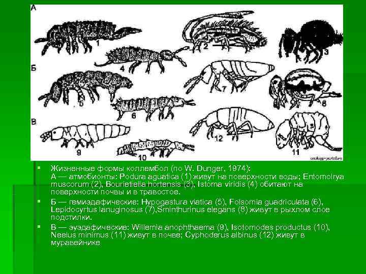 §  Жизненные формы коллембол (по W. Dunger, 1974): А — атмобионты: Podura aguatica
