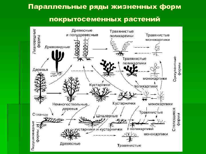 Параллельные ряды жизненных форм покрытосеменных растений 