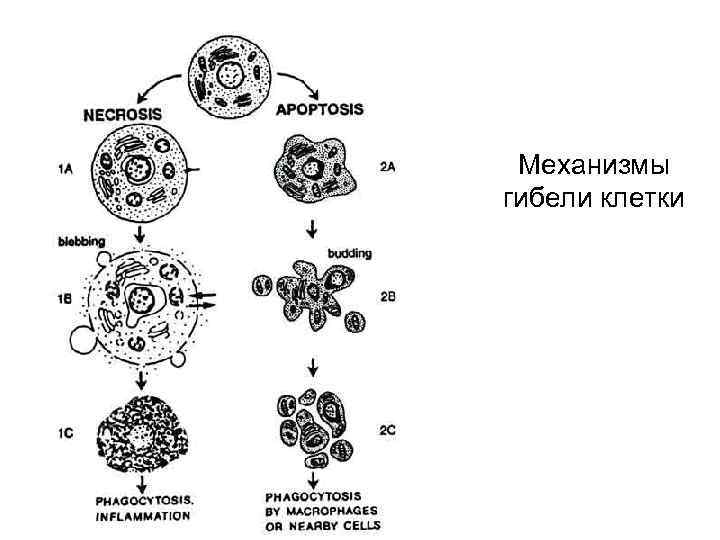  Механизмы гибели клетки 
