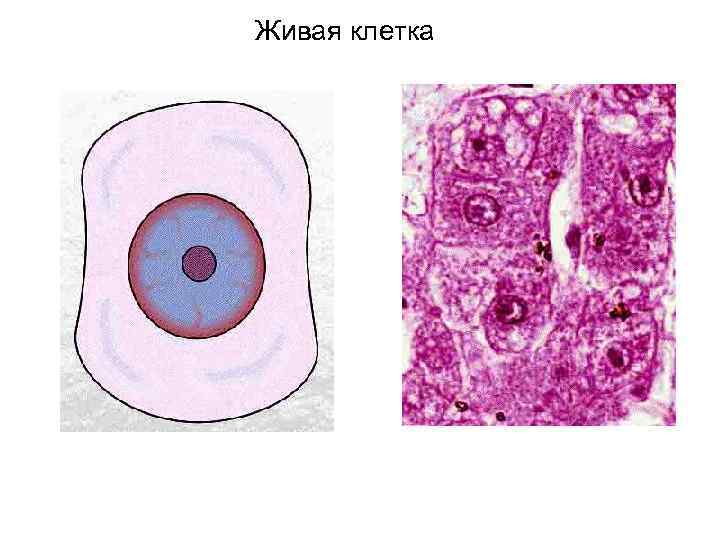 Живая клетка 