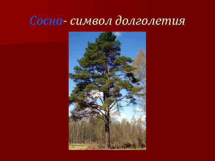 Сосна- символ долголетия 