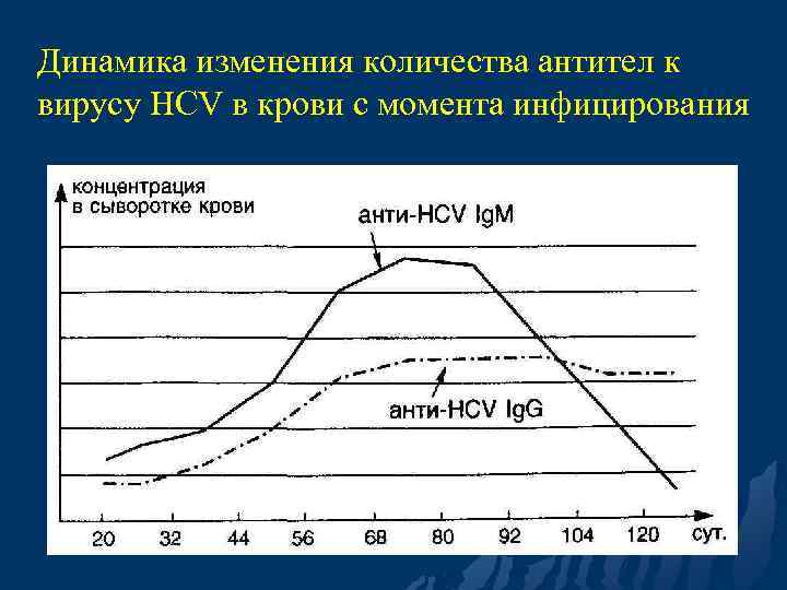 Динамика изменения количества антител к вирусу HCV в крови с момента инфицирования 