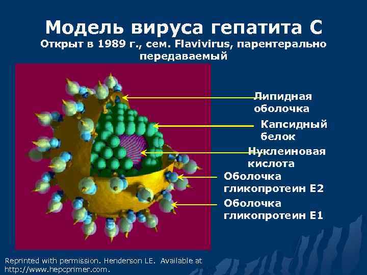 Гепатит описание вируса. Вирус гепатита с строение вириона. Структура вириона вируса гепатита в. Строение вируса гепатита ц. Строение вирусной частицы гепатита в.