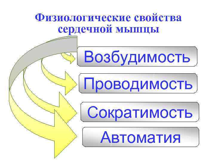 Физиологические свойства сердечной мышцы Возбудимость Проводимость Сократимость Автоматия 