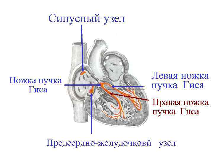 Синусный узел Ножка пучка Гиса Левая ножка пучка Гиса Правая ножка пучка Гиса Предсердно-желудочковй