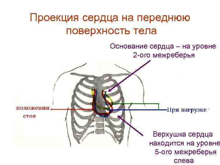 Проекция сердца на переднюю поверхность тела Основание сердца – на уровне 2 -ого межреберья