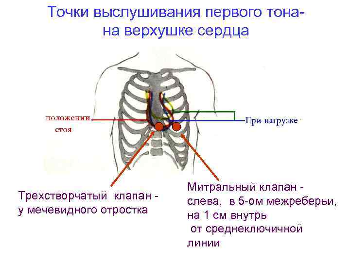 Точки выслушивания первого тонана верхушке сердца Трехстворчатый клапан у мечевидного отростка Митральный клапан слева,
