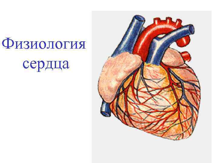 Физиология сердца 