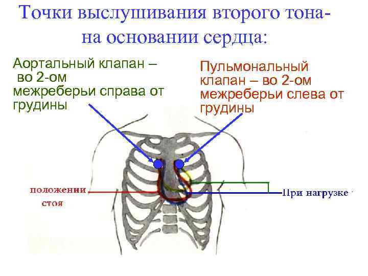 Точки выслушивания второго тонана основании сердца: Аортальный клапан – во 2 -ом межреберьи справа