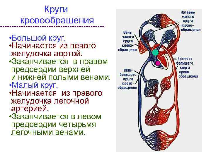 Круги кровообращения • Большой круг. • Начинается из левого желудочка аортой. • Заканчивается в