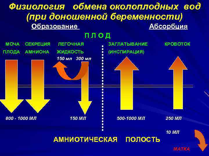 Физиология обмена околоплодных вод (при доношенной беременности) Образование Абсорбция ПЛОД МОЧА СЕКРЕЦИЯ ПЛОДА АМНИОНА