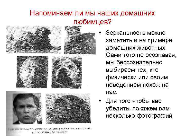 Напоминаем ли мы наших домашних любимцев? • Зеркальность можно заметить и на примере домашних