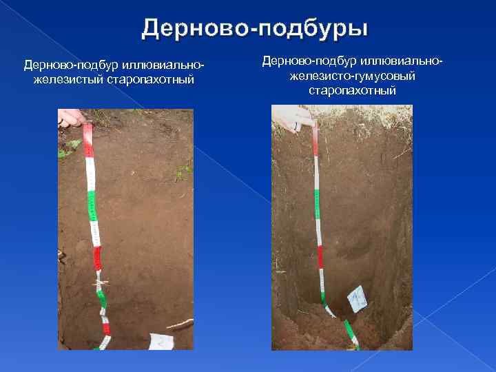 Дерново-подбуры Дерново-подбур иллювиальножелезистый старопахотный Дерново-подбур иллювиальножелезисто-гумусовый старопахотный 