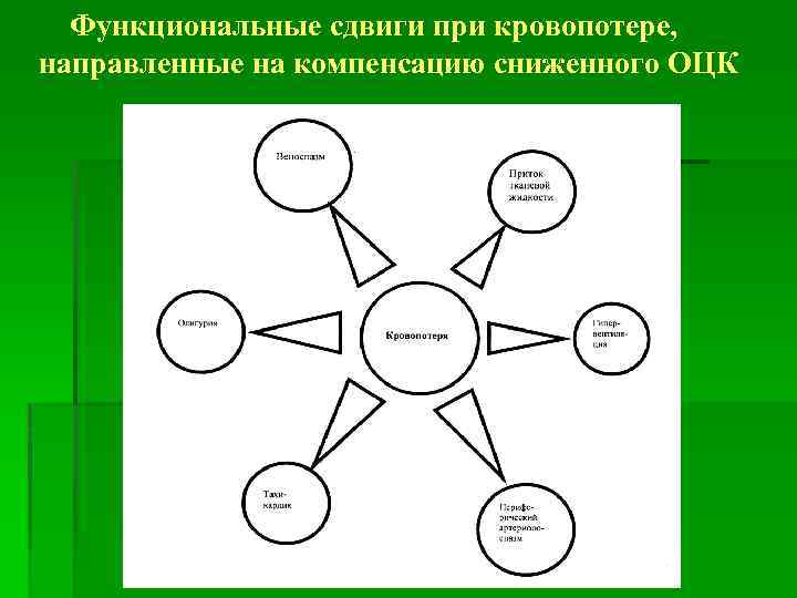 Функциональные сдвиги при кровопотере, направленные на компенсацию сниженного ОЦК 