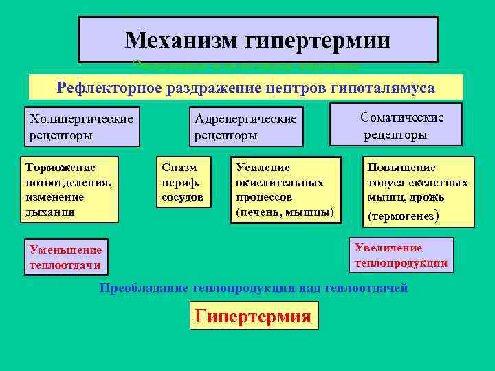 Механизм развития синдрома отмены на фоне назначения бета адреноблокаторов