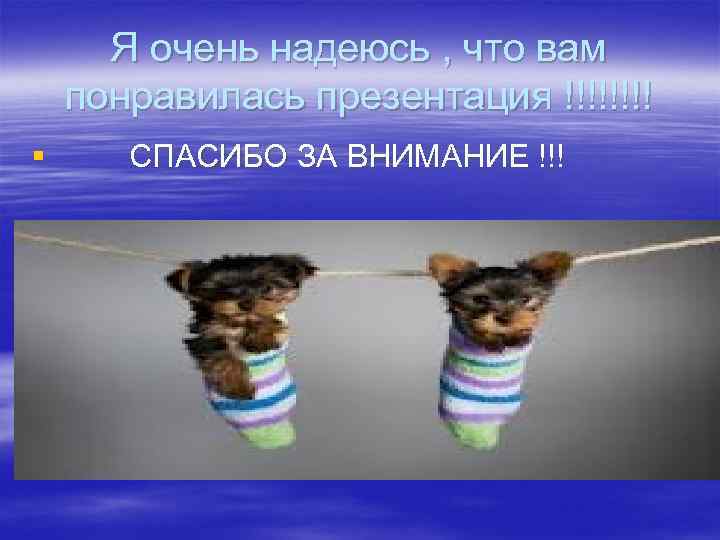 Я очень надеюсь , что вам понравилась презентация !!!! § СПАСИБО ЗА ВНИМАНИЕ !!!